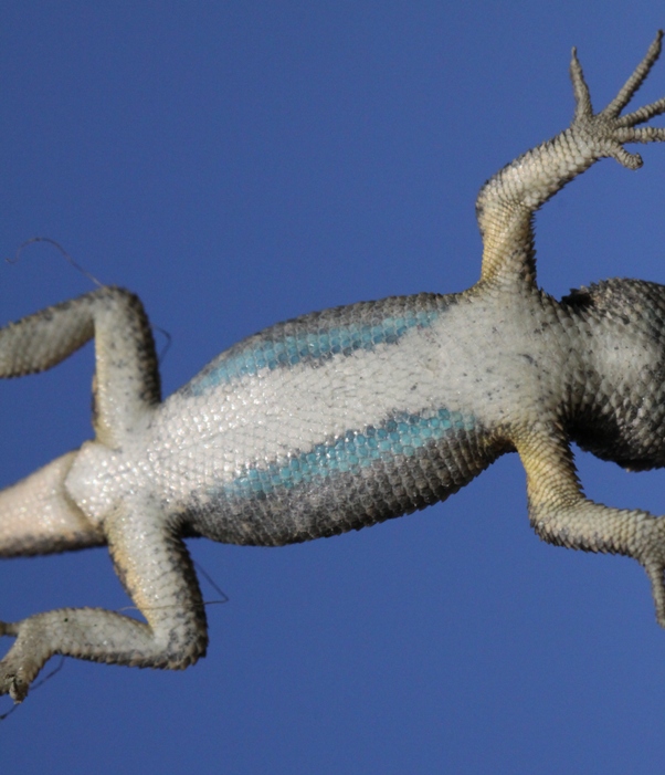 western fence lizard